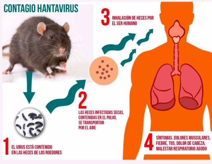 Recomendaciones Para Prevenir El Virus Hanta Canal Verte